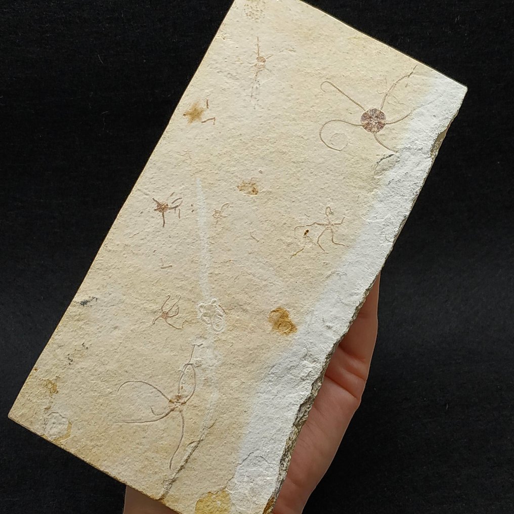 stelle di mare fragili - Lastra matrice fossile - Ophiopetra lithographica #2.1