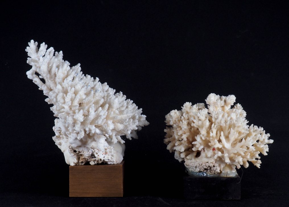 Stony Coral Coral - Acropora  (No reserve price) #1.0