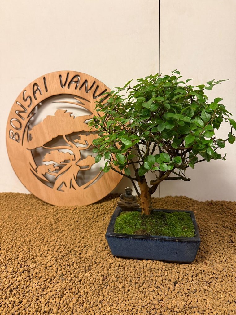 Bird plum bonsai (Sageretia theezans) - Height (Tree): 31 cm - Depth (Tree): 24 cm - Belgium #2.1