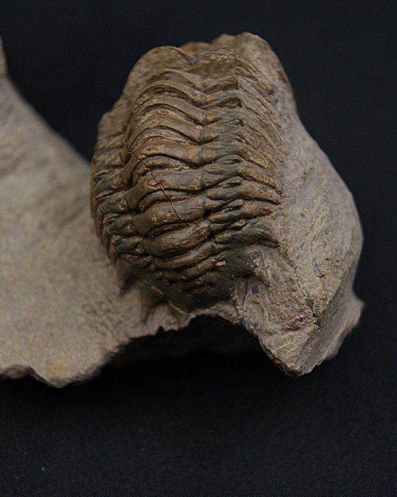 Trilobit - Fossiliserat djur - Crotalocephalus gibbus y Reedops #4.3