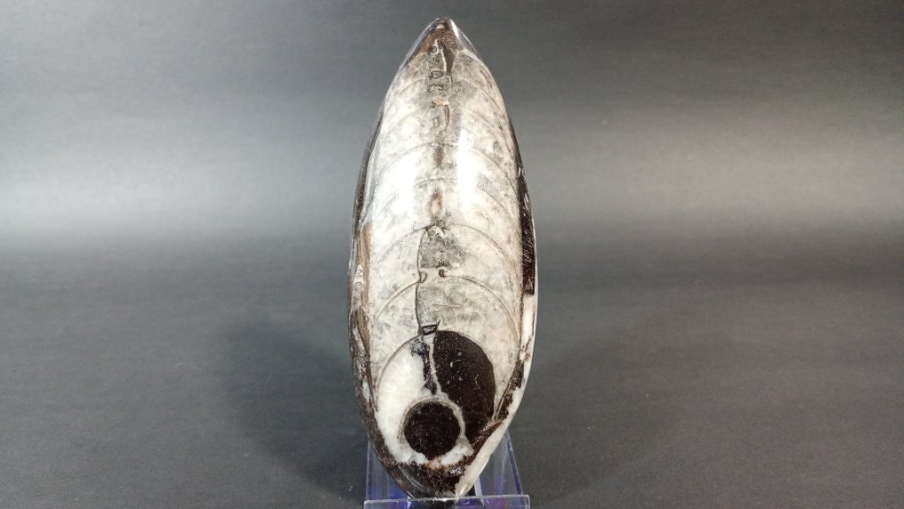 Cephalopod - Fossil mortality plate - Orthoceras - 13.6 cm - 5.2 cm  (No reserve price) #4.3