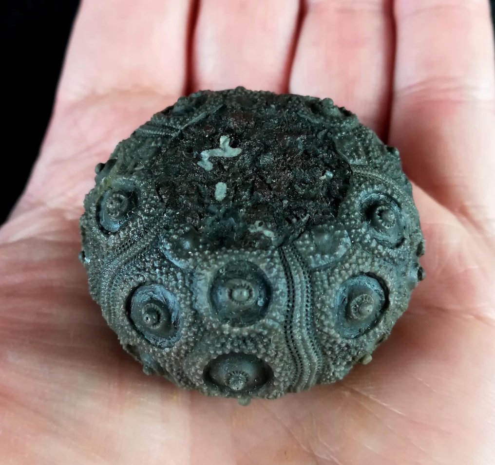 Impresionantă sea urchin !!! - Dimensiune excepțională pentru această specie, 42 mm!!! - Animale fosilizate - Abelleicidaris saemanni (Cotteau, 1857) - 42 mm - 42 mm  (Fără preț de rezervă) #1.0