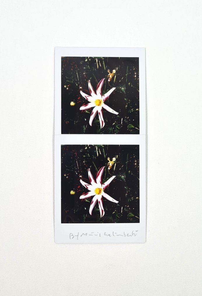 Maurizio Galimberti (1956–) - BiFlowers - 10923 #2.1