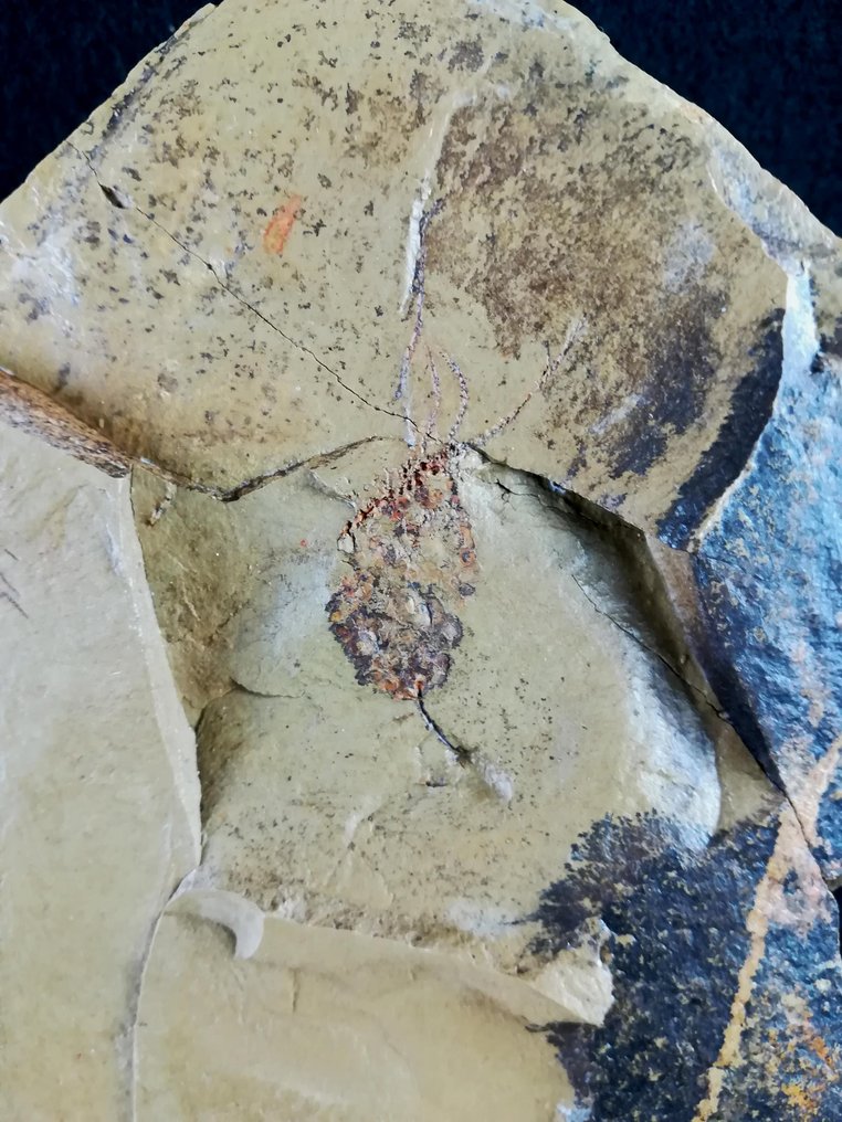 Primitives Echinoderm - Eocrinoidea!!! - Tierfossil - Balantiocystis regnelli - 16 cm - 14 cm #2.1