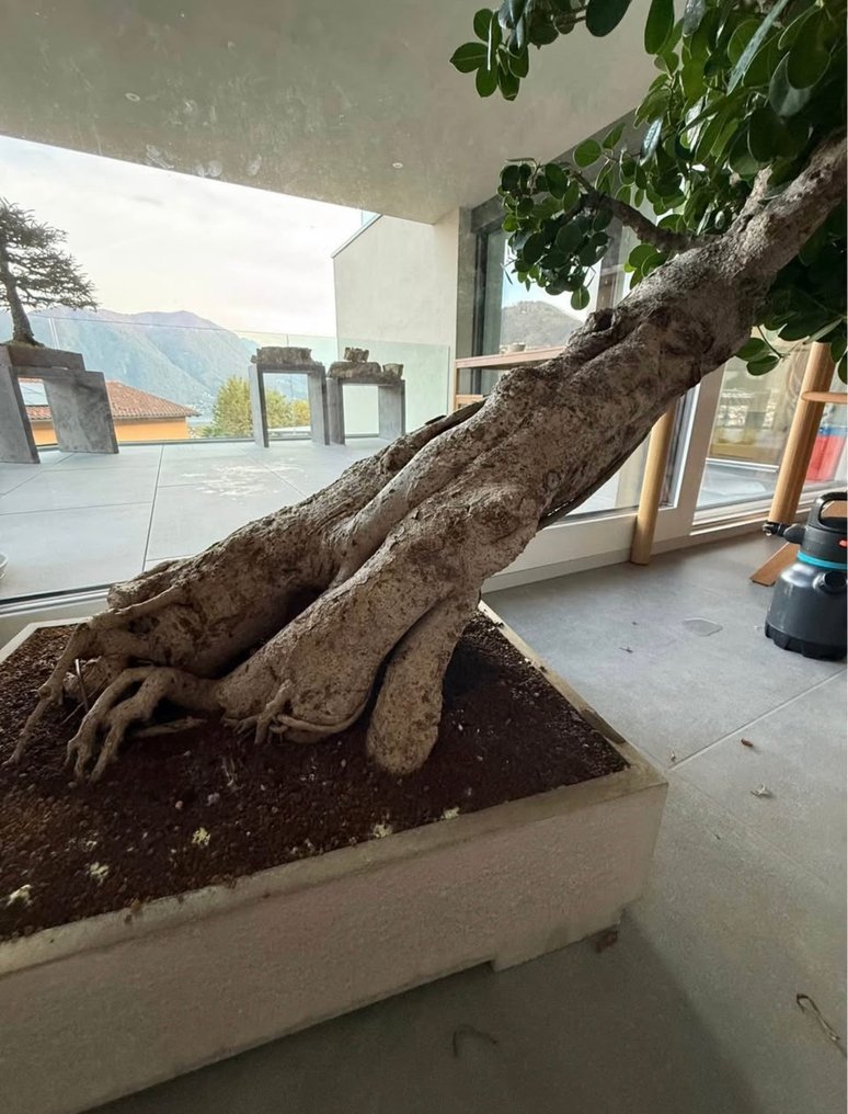 Fig tree bonsai (Ficus) - 高度 (樹): 100 cm - 深度 (樹): 80 cm - 印度尼西亞 #4.3
