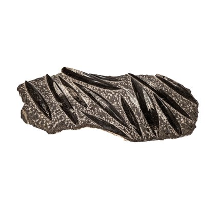 独家收藏品——独一无二—— 標本牆壁支架 - Cephalopod-Platte mit 12 Stücken - 45 cm - 0 mm - 0 mm - 非《瀕臨絕種野生動植物國際貿易公約》物種 - 1 #1.0