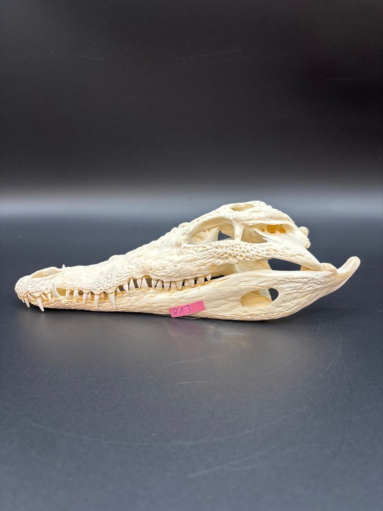 Nile Crocodile 颅骨 - Crocodylus niloticus - 6 cm - 10.5 cm - 24 cm- CITES附录II - 欧盟附件B -  (1) #1.0