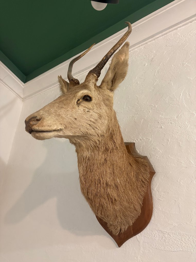 Hirsch Schädel mit Geweih - Tête de cerf - 100 cm - 50 cm - 70 cm - (1) #1.0