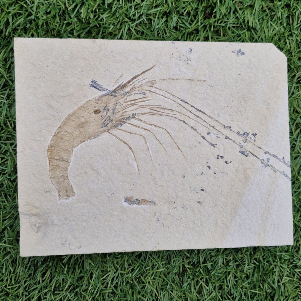 Gambero fossile - Animale fossilizzato - Carpopenaeus callirostris - 153 mm - 118 mm  (Senza Prezzo di Riserva) #1.0