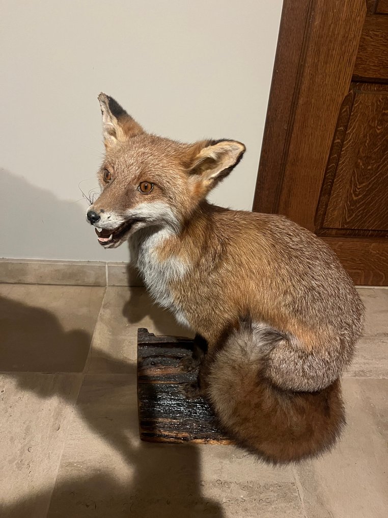 Volpe Rossa Allestimento tassidermico a corpo intero - Europese vos - 80 cm - 50 cm - 40 cm - 1 #4.3