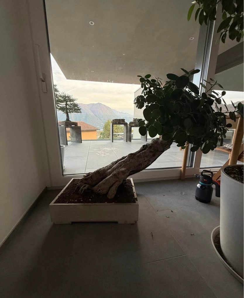 Fig tree bonsai (Ficus) - 高度 (樹): 100 cm - 深度 (樹): 80 cm - 印度尼西亞 #1.0