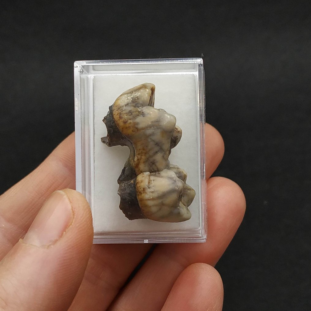 Baby Cave Bear - Molare fossile - Ursus spelaeus  (Senza Prezzo di Riserva) #1.0