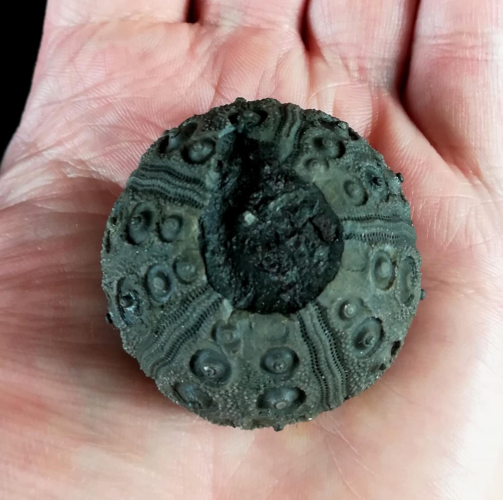 Impresionantă sea urchin !!! - Dimensiune excepțională pentru această specie, 42 mm!!! - Animale fosilizate - Abelleicidaris saemanni (Cotteau, 1857) - 42 mm - 42 mm  (Fără preț de rezervă) #3.2