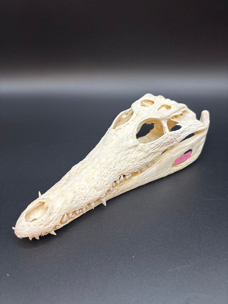 Nile Crocodile Craniu de reptilă - Crocodylus niloticus - 6.5 cm - 9 cm - 24 cm- CITES Anexa II - Anexa B din UE -  (1) #3.2
