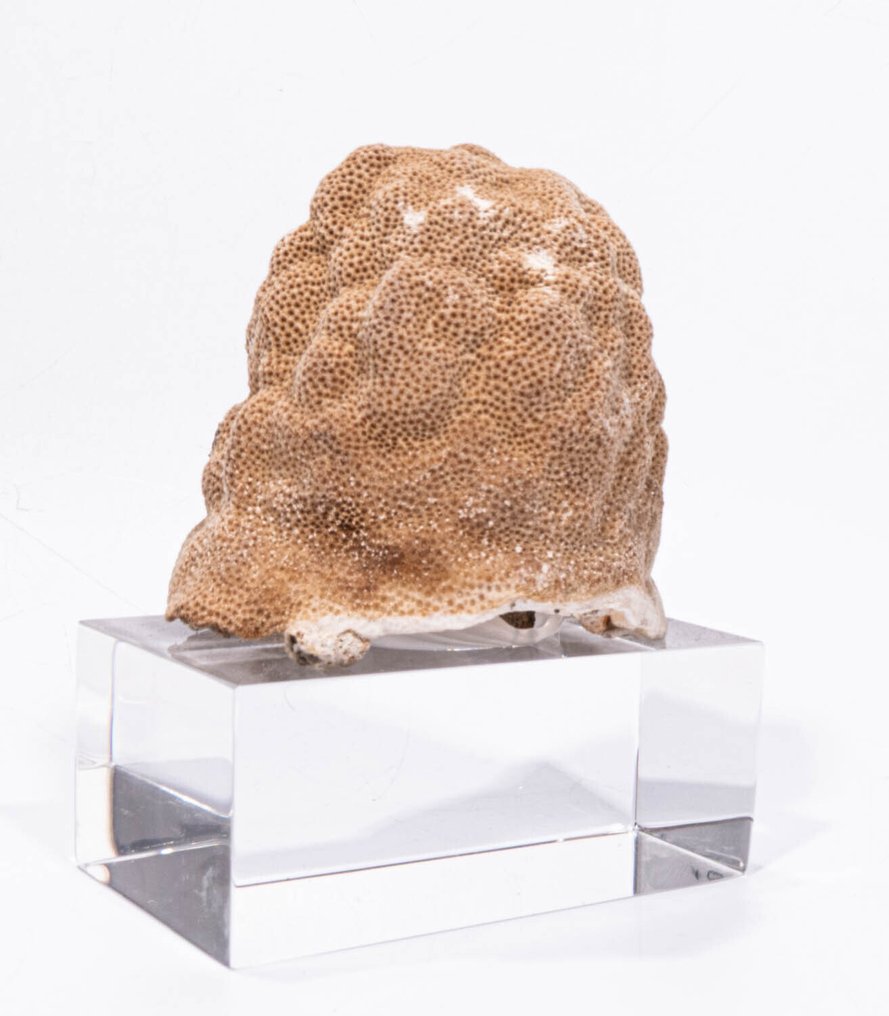 ***Pezzo da collezione*** corallo fine a forma di Kugelhupf Allestimento tassidermico a parete - pefektes Stück GEM - 10 cm - 7 cm - 12 cm - Specie non CITES - 1 #4.3