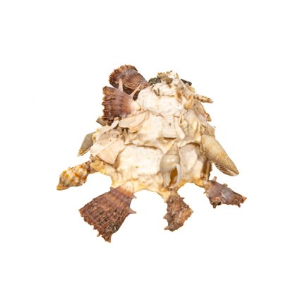 Konai的承载螺旋 ***顶级收藏品**** 动物标本剥制壁挂支架 - Xenophora konai - 9.5 cm - 0 mm - 0 mm - 非《濒危物种公约》物种 - 1 #1.0