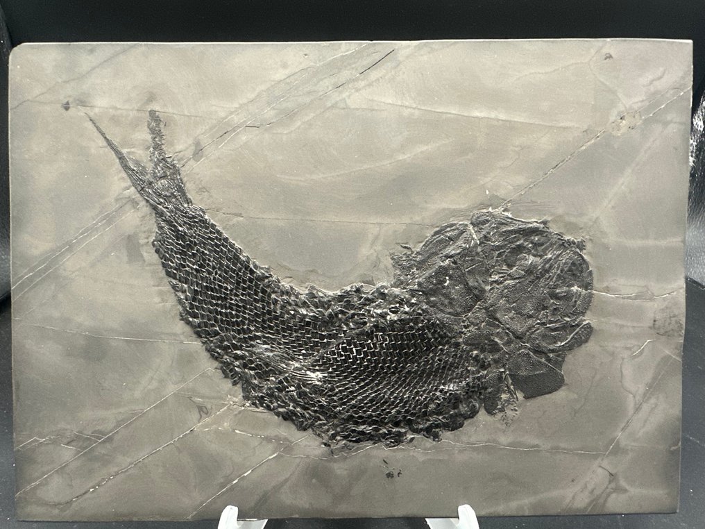 Fossil - Fossil matris - Asialepidotus - 24.5 cm - 17 cm  (Utan reservationspris) #2.1