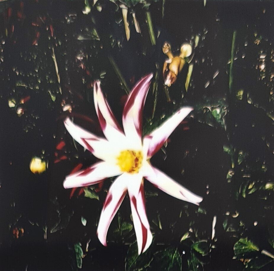 Maurizio Galimberti (1956–) - BiFlowers - 10923 #4.3