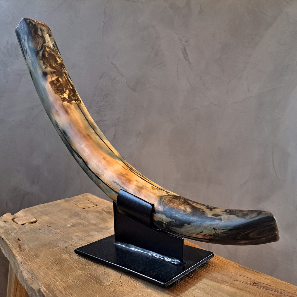 Woolly Mammoth - Fossil tooth - mammuthus - 73 cm - 22 cm #3.2