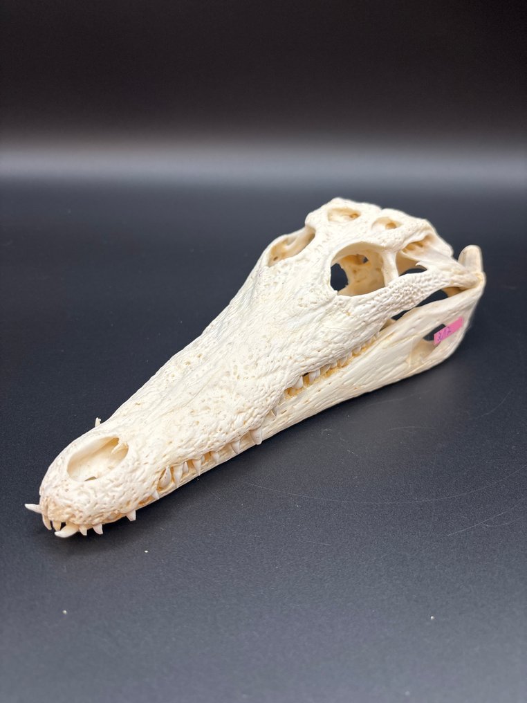 尼羅鱷 頭骨 - Crocodylus niloticus - 6 cm - 10 cm - 25 cm- CITES 附件2 - 歐盟內附件B -  (1) #1.0
