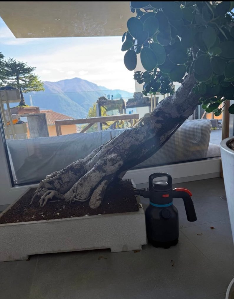 Fig tree bonsai (Ficus) - 高度 (樹): 100 cm - 深度 (樹): 80 cm - 印度尼西亞 #1.0