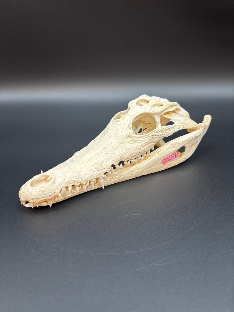 尼羅鱷 頭骨 - Crocodylus niloticus - 7 cm - 11 cm - 25 cm- CITES 附件2 - 歐盟內附件B -  (1) #1.0