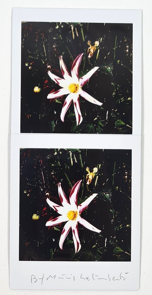 Maurizio Galimberti (1956–) - BiFlowers - 10923 #1.0