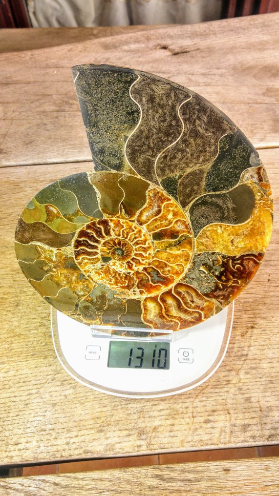 Ammonoid - Fossiliserat djur - Aioloceras (Cleoniceras) sp. - Nautilus - 24 cm - 20 cm #4.3