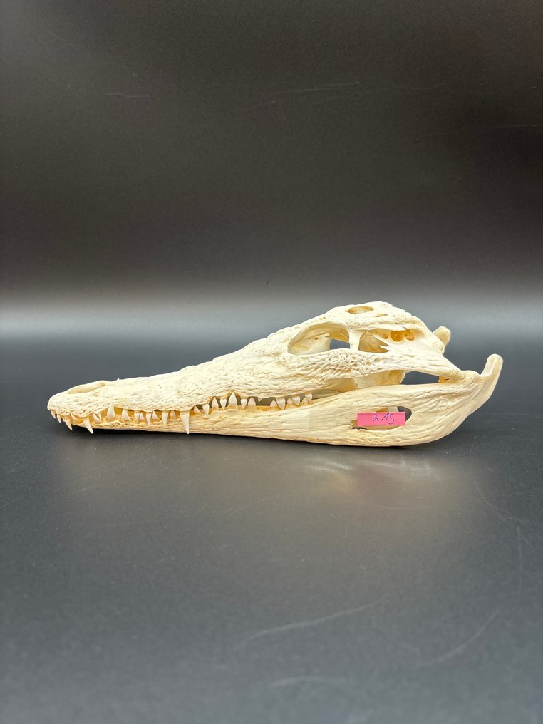 Nile Crocodile Craniu de reptilă - Crocodylus niloticus - 6.5 cm - 9 cm - 24 cm- CITES Anexa II - Anexa B din UE -  (1) #1.0