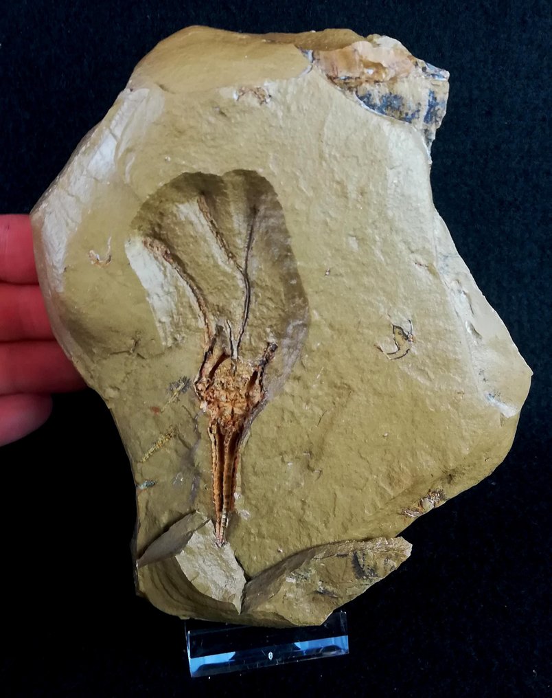 Primitieve enigmatische crinoïde!!! – extreem zeldzaam - Gefossiliseerd dier - Pareocrinus ljubzovi (Yakolev, 1956) - 14.5 cm - 13 cm #3.2