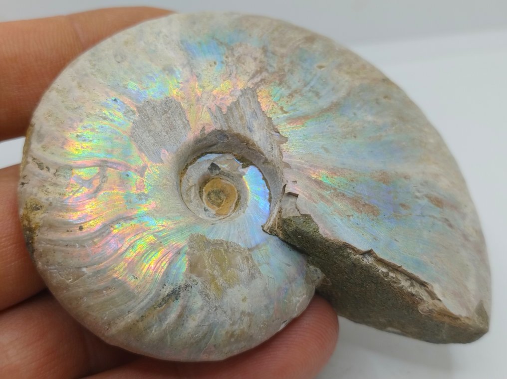 Topfarver - iriserende ammonit - Cleoniceras Besairei "dobbelt side"- 130 g #1.0