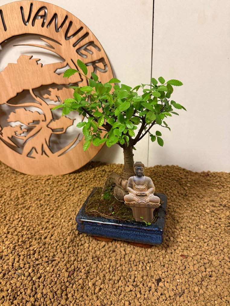 Japanese elm bonsai (Zelkova) - Height (Tree): 21 cm - Depth (Tree): 15 cm - Belgium #2.1