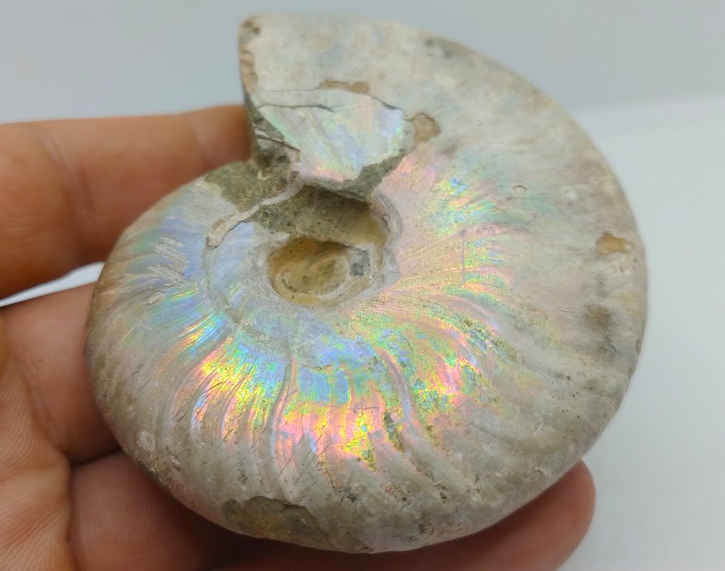 Topfarver - iriserende ammonit - Cleoniceras Besairei "dobbelt side"- 130 g #2.1