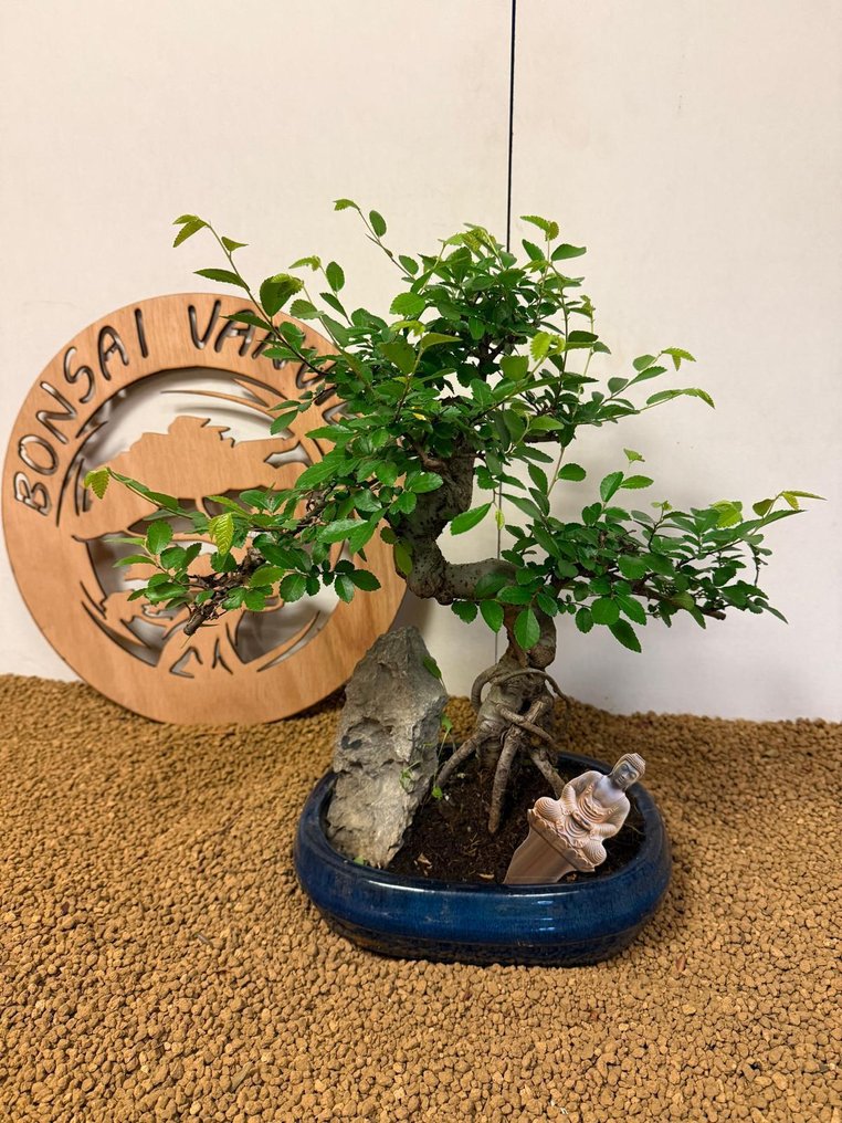 Japanese elm bonsai (Zelkova) - Height (Tree): 38 cm - Depth (Tree): 35 cm - Belgium #3.2