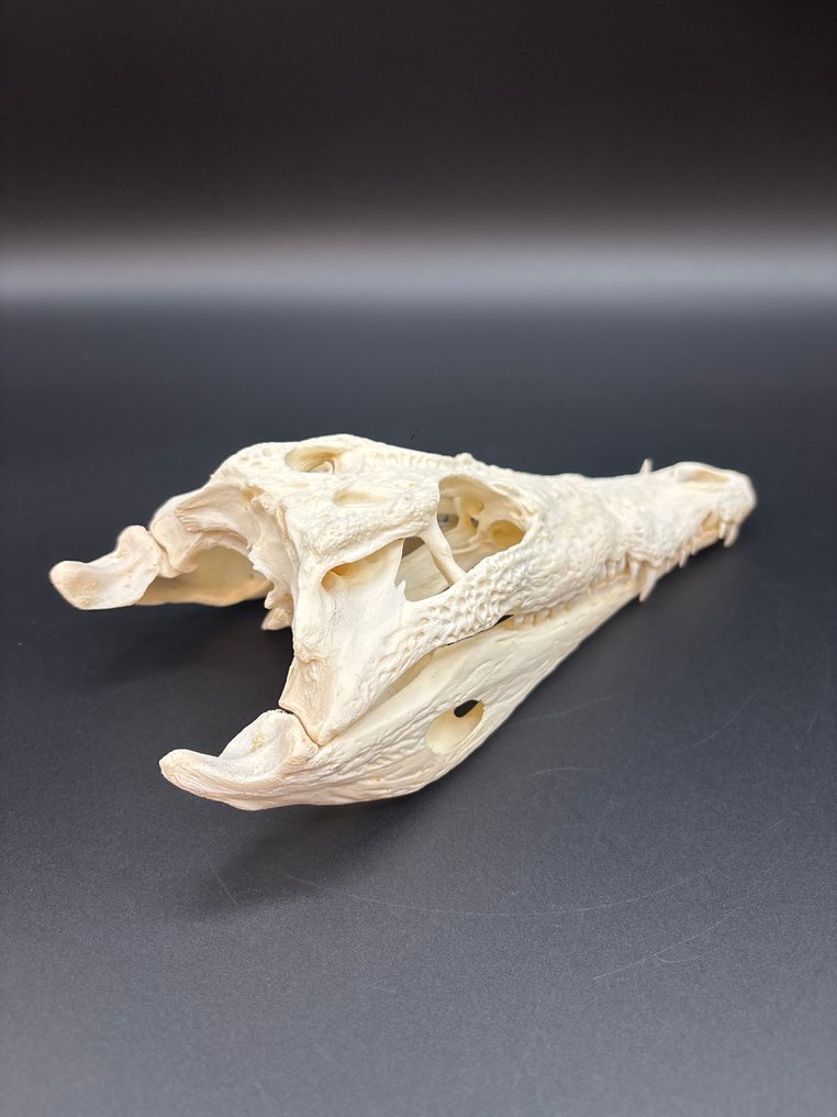 Nile Crocodile 颅骨 - Crocodylus niloticus - 6 cm - 10.5 cm - 24 cm- CITES附录II - 欧盟附件B -  (1) #3.2