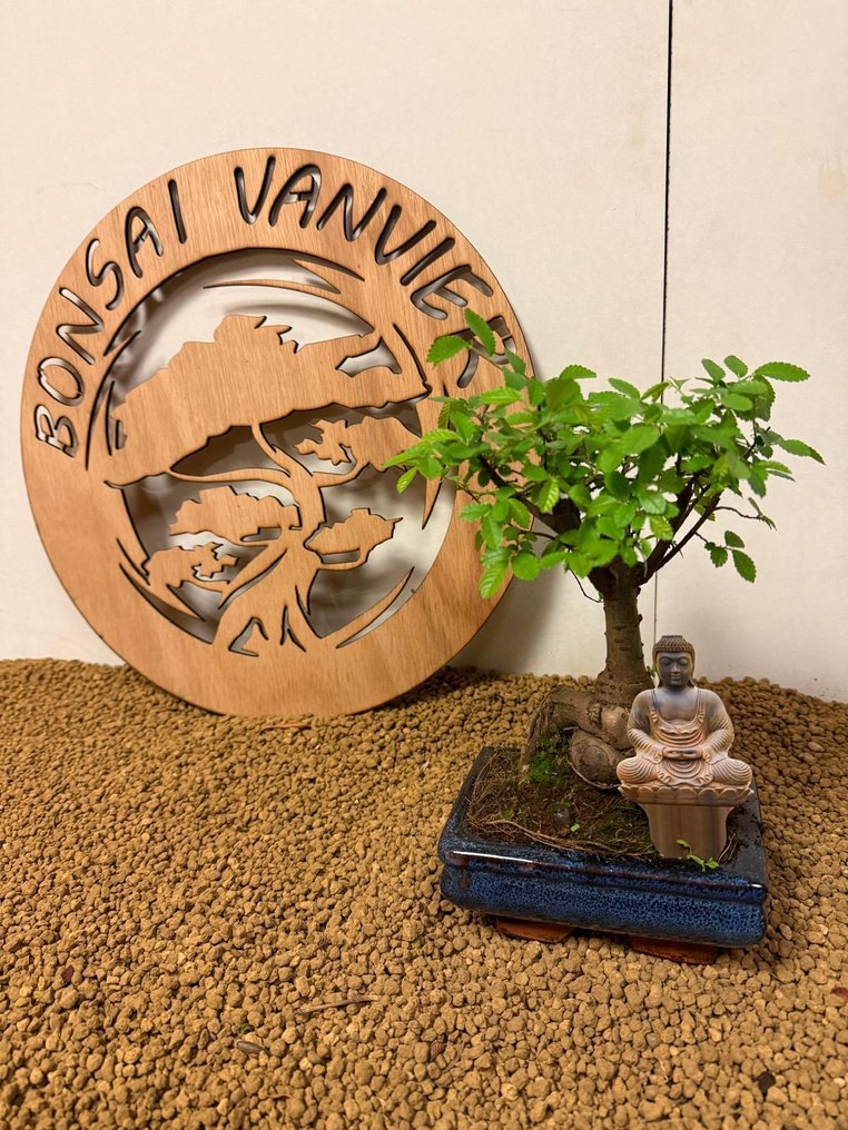Japanese elm bonsai (Zelkova) - Height (Tree): 21 cm - Depth (Tree): 15 cm - Belgium #1.0