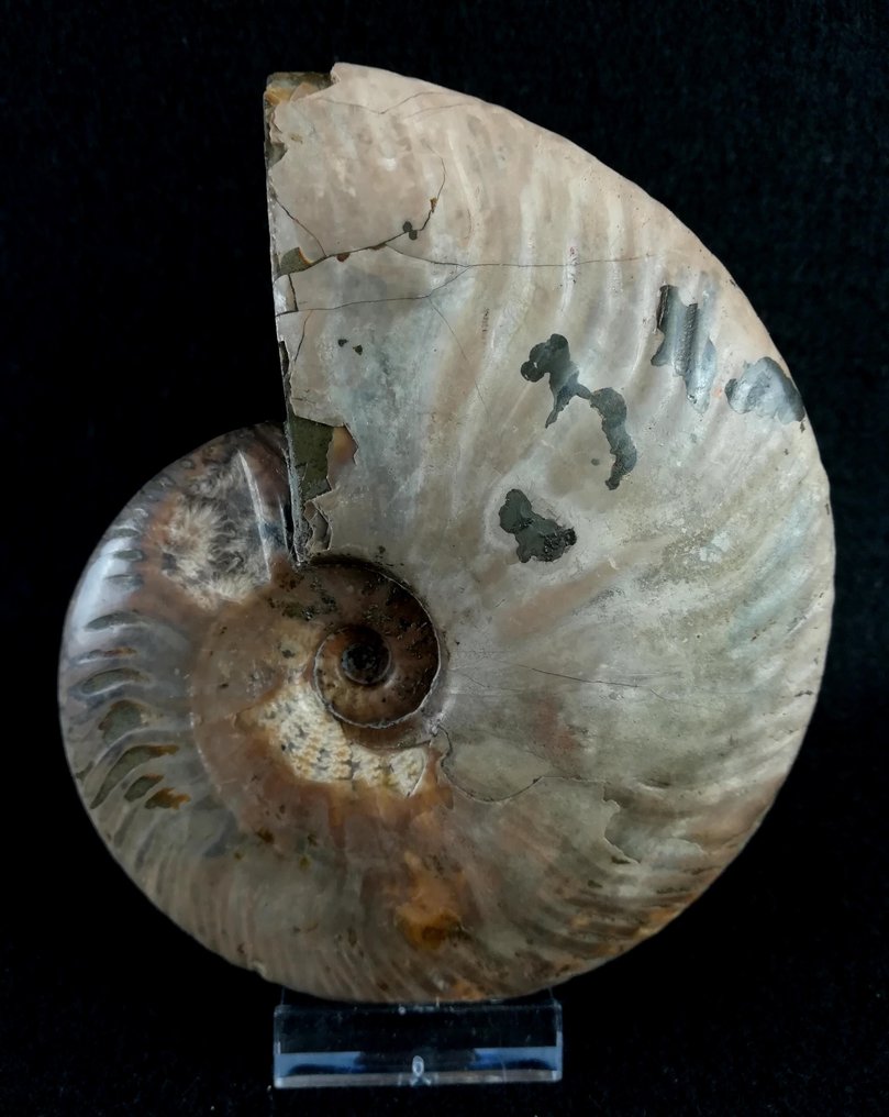 Ammoniet - Gefossiliseerd dier - Aioloceras (Cleoniceras) besairiei (Collignon 1949) - 13.1 cm - 11 cm  (Zonder Minimumprijs) #3.2