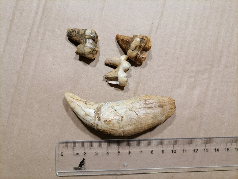 洞穴熊 - 牙齿化石 - Ursus spelaeus  (没有保留价) #1.0