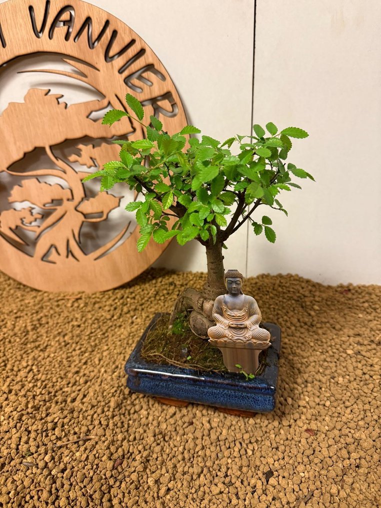 Japanese elm bonsai (Zelkova) - Height (Tree): 21 cm - Depth (Tree): 15 cm - Belgium #1.0