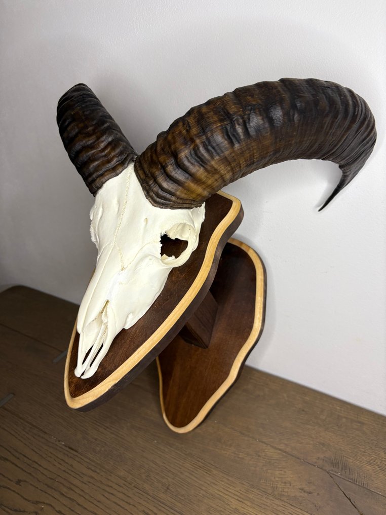 Muflone Cranio di mammifero - Ovis gmelini - 40 cm - 25 cm - 25 cm- Specie non CITES - (1) #3.2