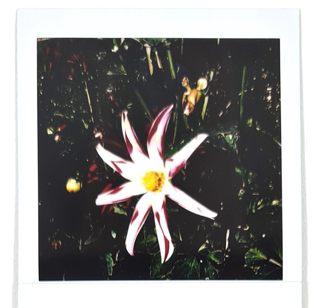 Maurizio Galimberti (1956–) - BiFlowers - 10923 #3.2