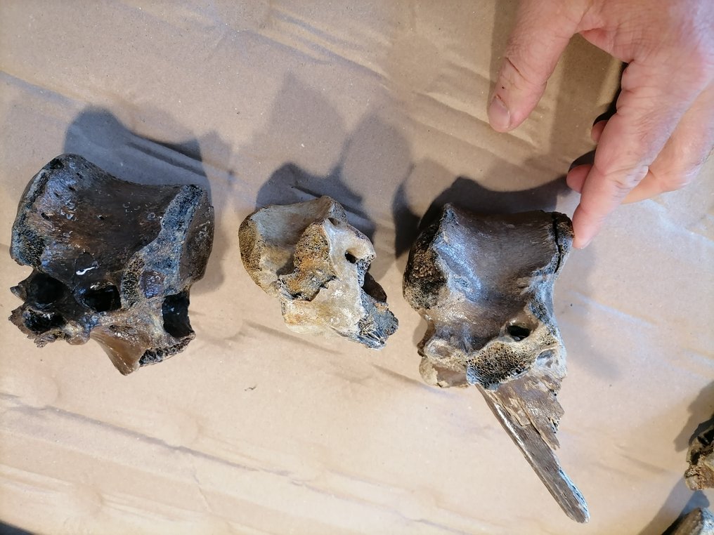 Bison - Os fossilisé - Bison priscus  (Sans Prix de Réserve) #4.3