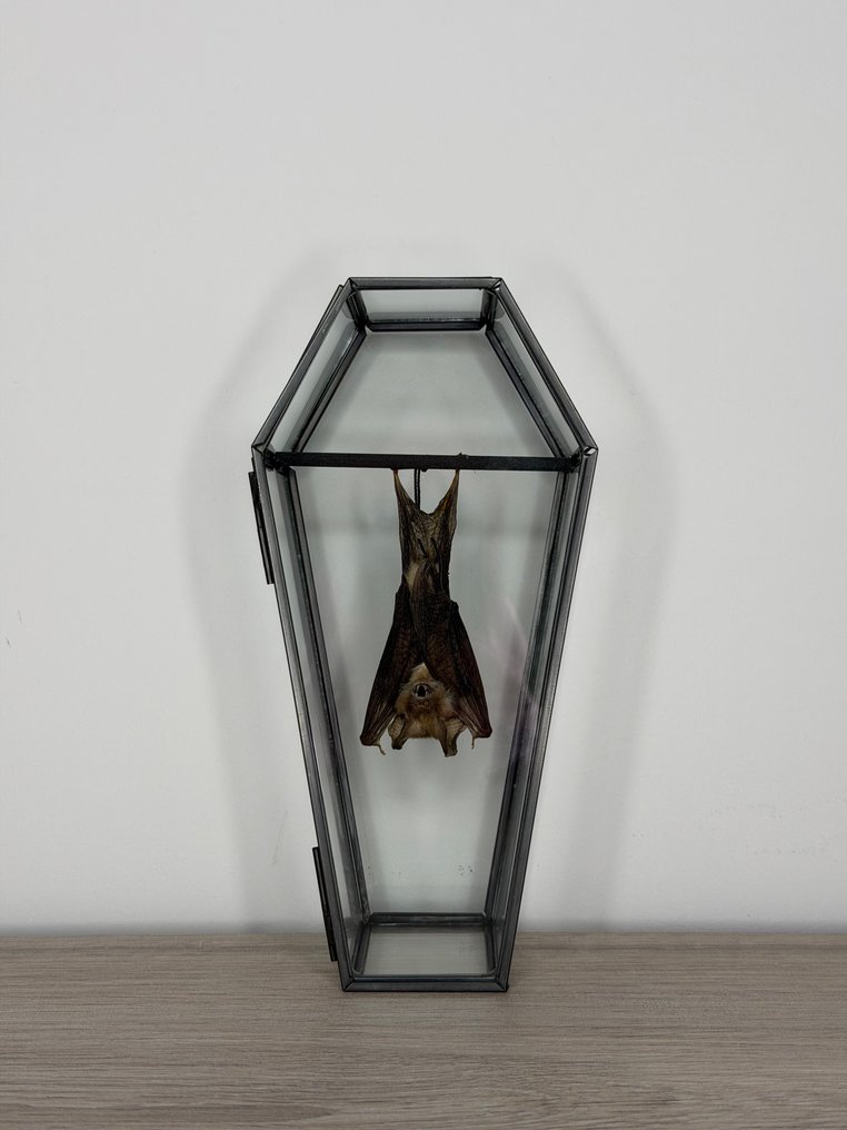 Pipistrello Allestimento tassidermico a corpo intero - Rhinolophus Acuminatus - Scherpe neushorenschoenvleermuis - 19 cm - 9 cm - 6.5 cm - Specie non CITES - 1 #3.2