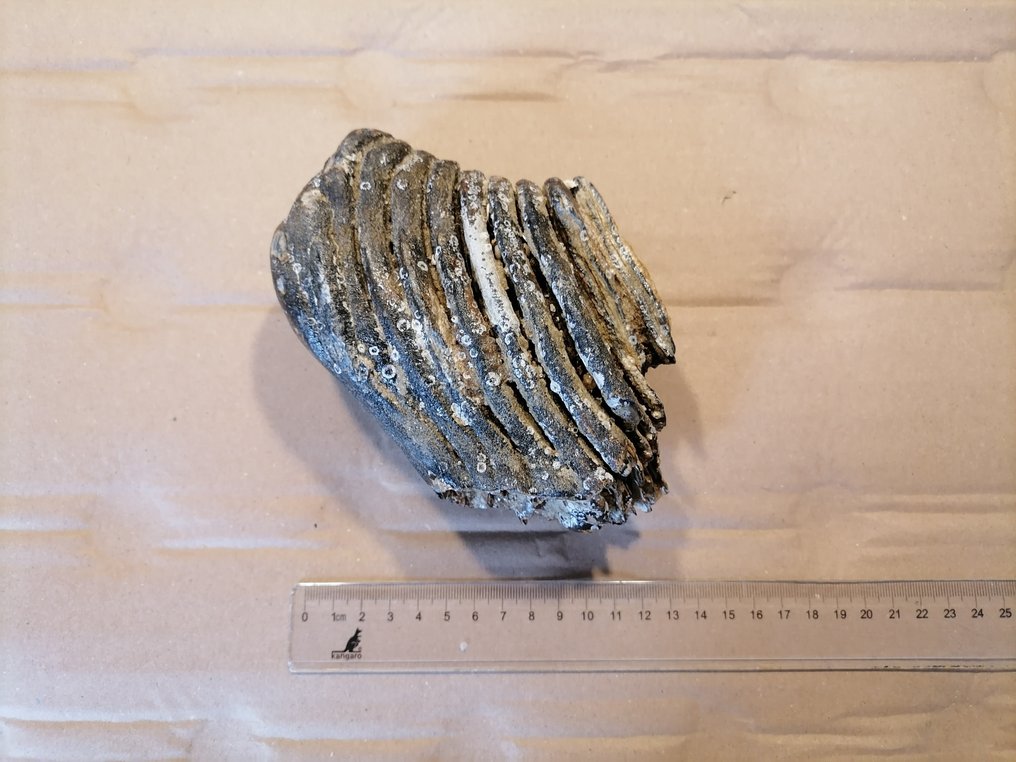 Woolly Mammoth - Fossil molar - Mammuthus primigenius  (No Reserve Price) #1.0