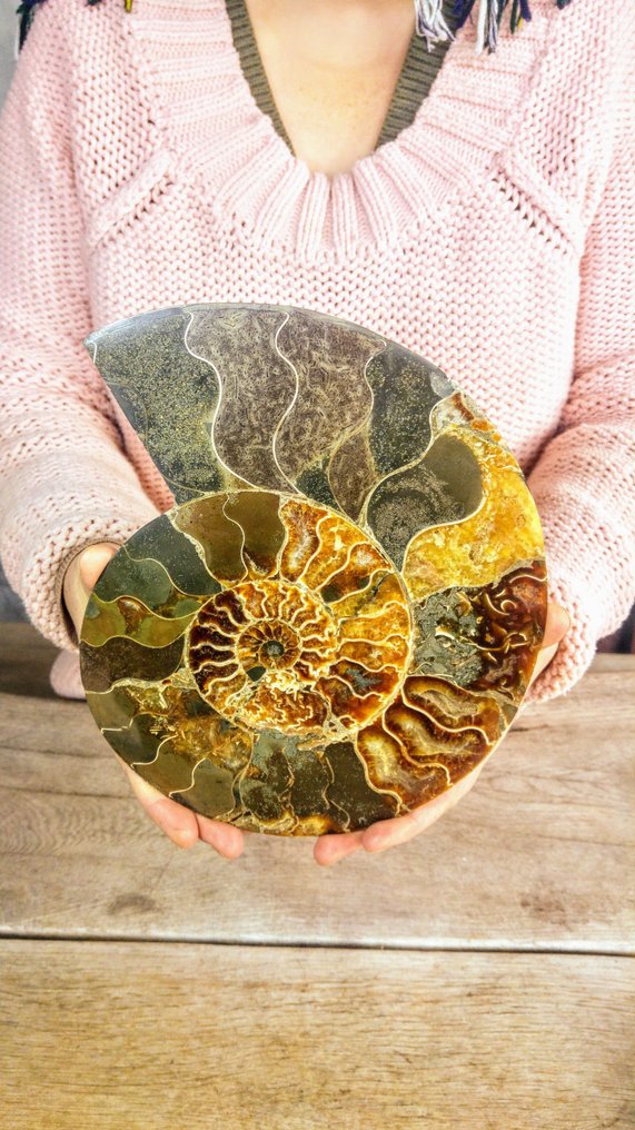 Ammonoid - Fossiliserat djur - Aioloceras (Cleoniceras) sp. - Nautilus - 24 cm - 20 cm #2.1