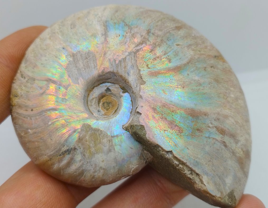 Topfarver - iriserende ammonit - Cleoniceras Besairei "dobbelt side"- 130 g #1.0
