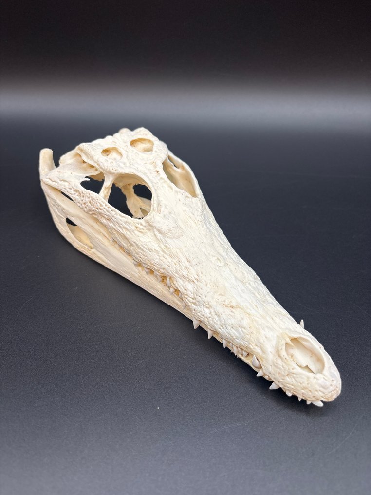 Nile Crocodile Craniu de reptilă - Crocodylus niloticus - 6.5 cm - 9 cm - 24 cm- CITES Anexa II - Anexa B din UE -  (1) #2.1