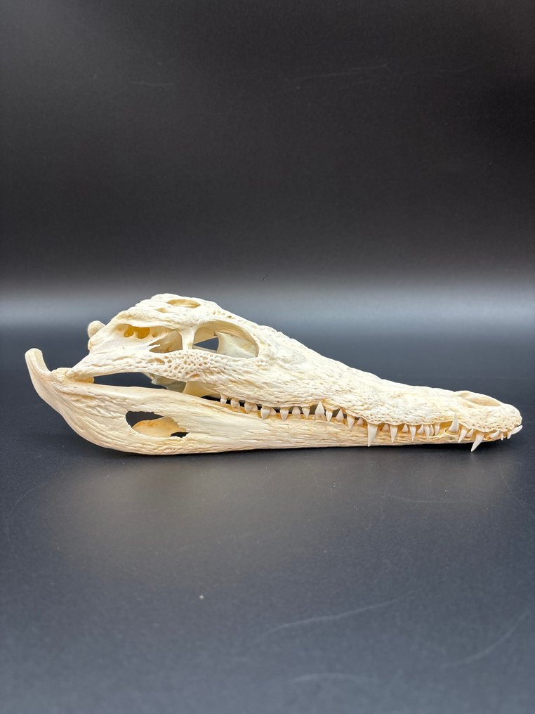 Nile Crocodile Craniu de reptilă - Crocodylus niloticus - 6.5 cm - 9 cm - 24 cm- CITES Anexa II - Anexa B din UE -  (1) #1.0