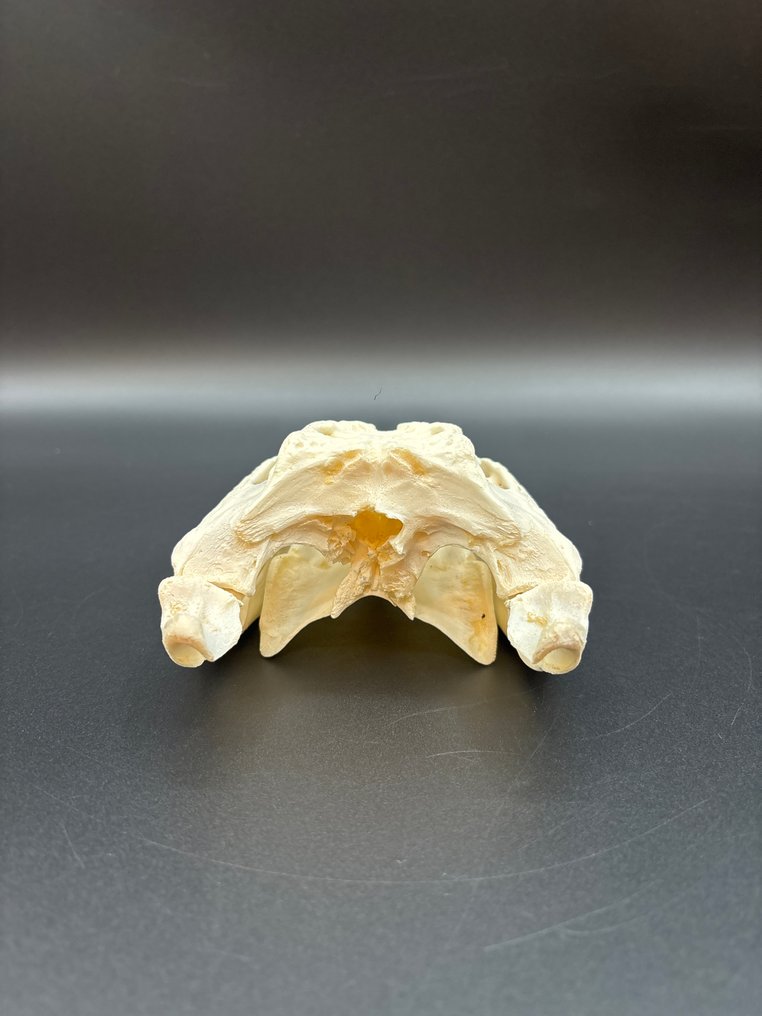 Nile Crocodile 颅骨 - Crocodylus niloticus - 6 cm - 10.5 cm - 24 cm- CITES附录II - 欧盟附件B -  (1) #2.1