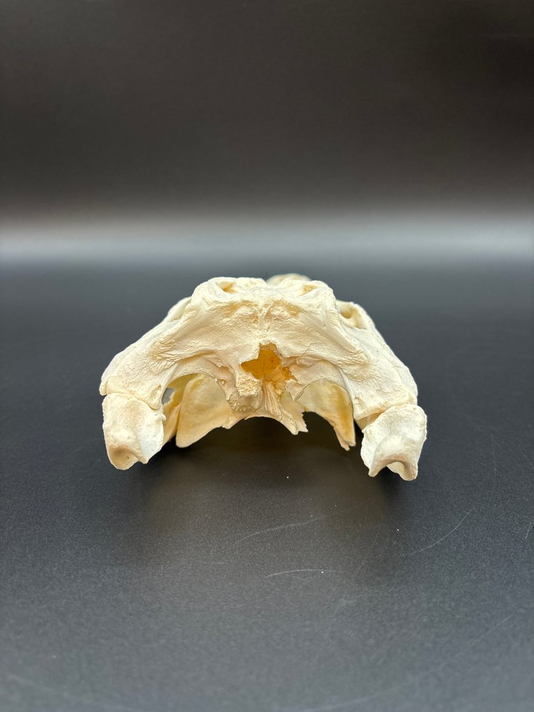 Nile Crocodile 颅骨 - Crocodylus niloticus - 9 cm - 10 cm - 23 cm- CITES附录II - 欧盟附件B -  (1) #4.3